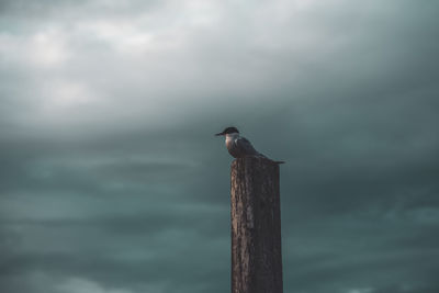 Common tern perching on a mooring post in the harbor