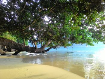 Trees on beach against sky