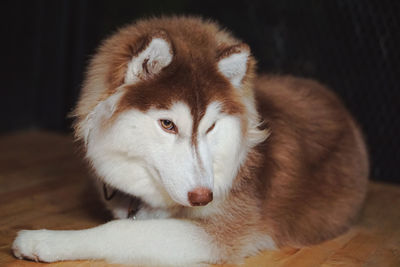 Close-up of a dog sleeping at home