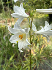 plant
