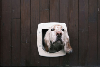 Close-up portrait of a dog