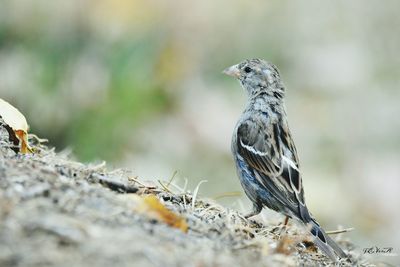 Close-up of bird perching on ground