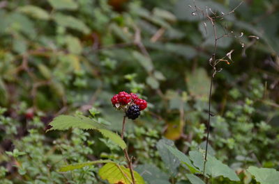 Close-up of red berries growing on tree