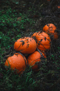 Close-up of pumpkins on field