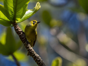 Close-up of bird perching on branch