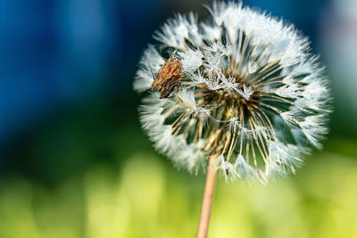 Close-up of honey bee on dandelion