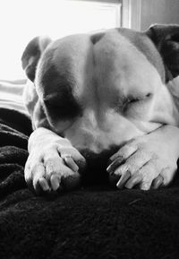Close-up of dog sleeping at home