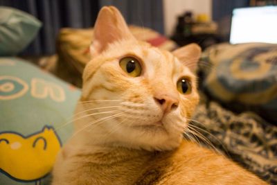 Close-up portrait of cat sitting at home