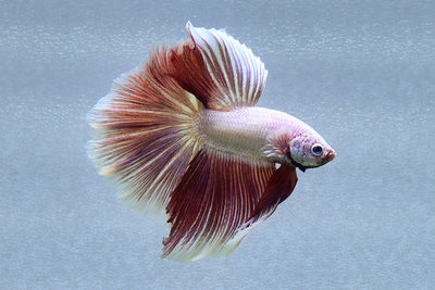 Multi color betta fish halfmoon from thailand or siamese fighting fish isolated in grey background