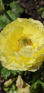 Close-up of yellow flowering plant