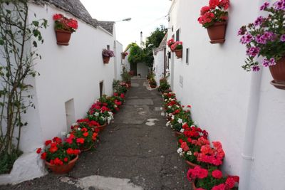 Potted plants on footpath by building