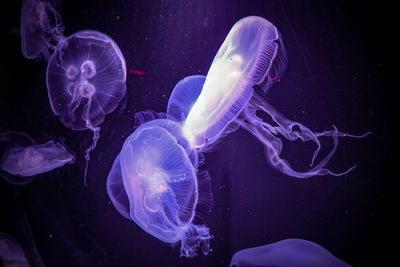 Close-up of jellyfish swimming in sea