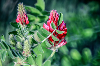 Close-up of red flowering plant