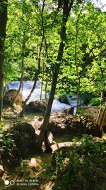 Trees by river in forest