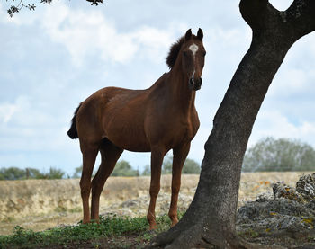 Horse standing in a field