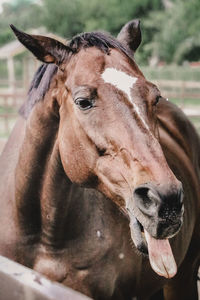 Close-up portrait of a horse