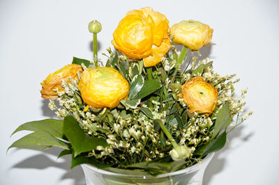 Close-up of yellow flowers against white background