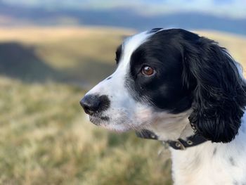 Close-up of dog looking away