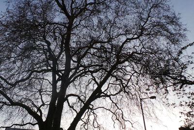 Low angle view of bare trees against sky