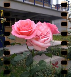 Close-up of pink roses blooming outdoors