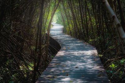 Footpath amidst trees in forest