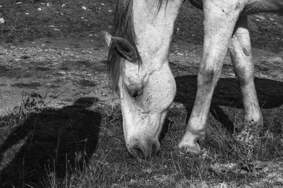 View of horse grazing on field