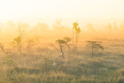 Trees on landscape against sky during sunset