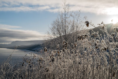 View of dead plants on field against sky