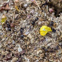 High angle view of insect on land