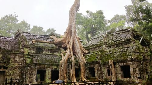 Low angle view of tree on old ruin