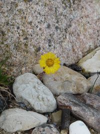 Close-up of flower blooming outdoors