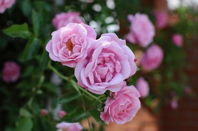 Close-up of pink rose