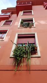 Low angle view of potted plant on building