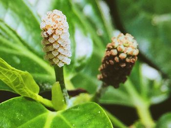 Close-up of flowering plant