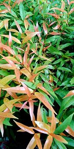 High angle view of plants growing on field