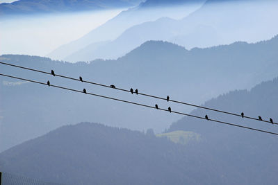 Flock of birds perching on mountain