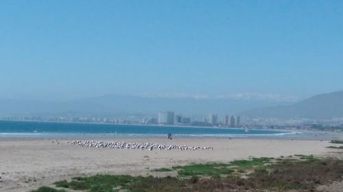 Scenic view of beach against clear blue sky