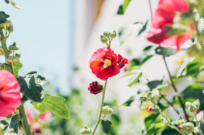 Close-up of red flowering plant