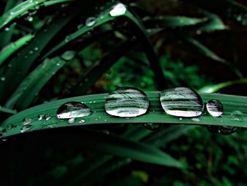 Close-up of green leaves