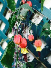 Close-up of flowers