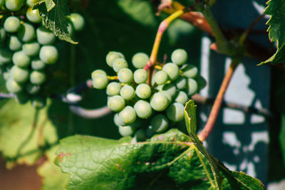 Close-up of berries growing on tree