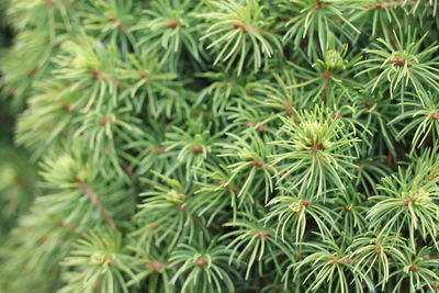 Close-up of pine tree