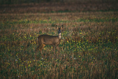 Deer standing on field