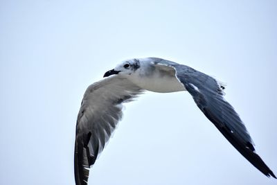 Low angle view of seagull flying