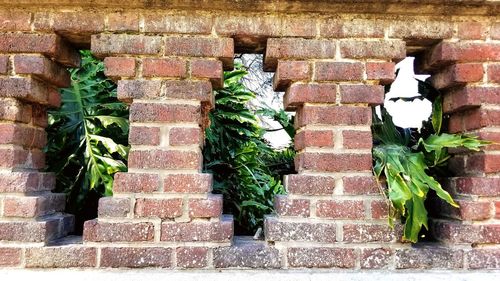 Close-up of ivy on wall