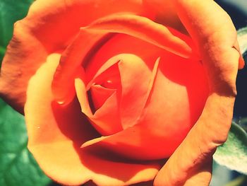 Close-up of red flower