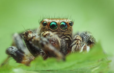 Macro shot of jumping spider on plant