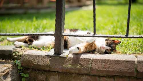 Cat relaxing by railing on grassy field