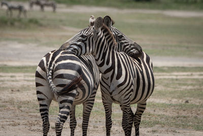 Close-up of plains zebra leaning on another