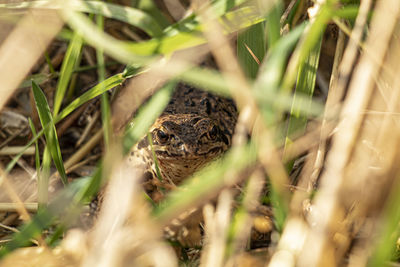 Close-up portrait of frog on field